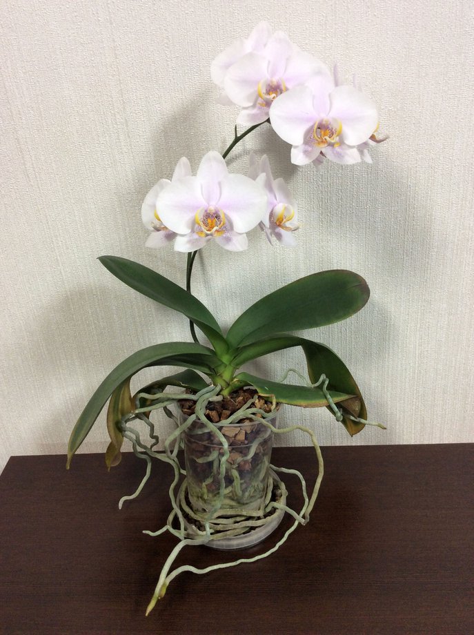 Орхидея требует пересадки